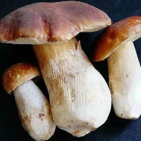 白蔥菌烘干工藝