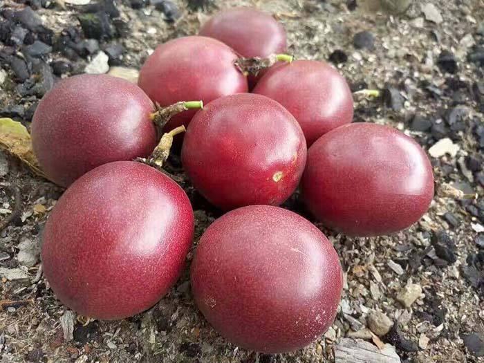 百香果烘干工藝