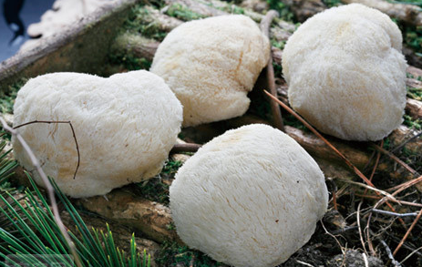 猴頭菌烘干工藝