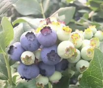 藍(lán)莓烘干工藝